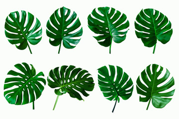 set of green monstera tropical plant leaf on  white background for design elements, Flat lay © Nabodin