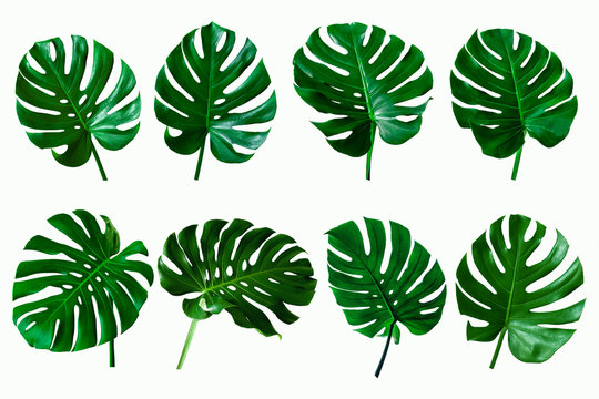 set of green monstera tropical plant leaf on  white background for design elements, Flat lay