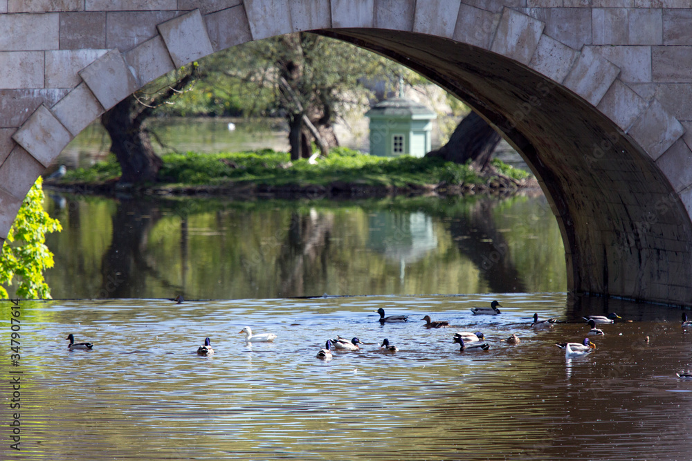 Wall mural ducks in a lake in a park under a bridge..