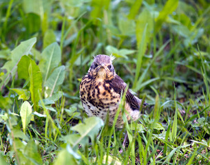 chick(Turdus pilaris) falling out of nest on green grass