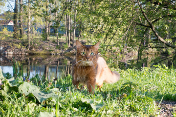 Naklejka na ściany i meble red cat with green eyes (Somali breed) walks on green grass