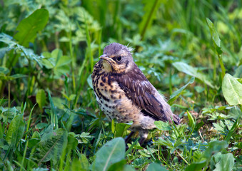 chick(Turdus pilaris) falling out of nest on green grass