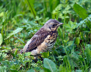 Fototapeta premium chick(Turdus pilaris) falling out of nest on green grass
