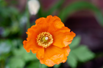 Close up of a single California Poppy (Eschscholzia californica)