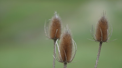 beautiful prickly dry thistles, beautiful spring day