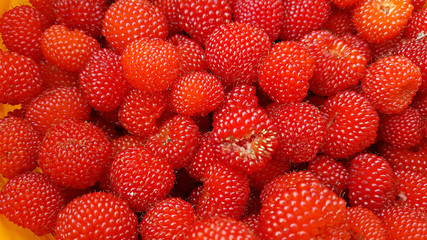 산에서 자라는 산딸기