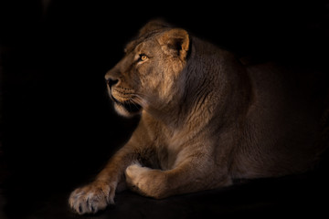 Fototapeta na wymiar lioness can imposingly lies in the night darkness, the rest of a beautiful beast.
