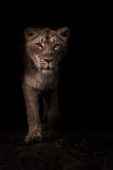 Naklejka na ściany i meble lioness hunter stands out from the darkness, full face black night background.