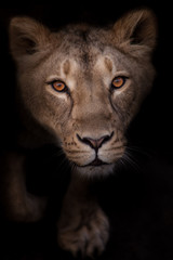 Obraz premium greedy and passionate lioness looks at you, the look of a lioness is a portrait in the night darkness..