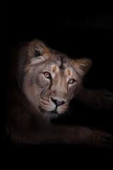 Naklejka na ściany i meble possible female lioness calmly and inquiringly looks at you, the look of a lioness is a portrait in night darkness.