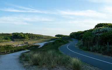 Evening road in the forest next to the ocean 