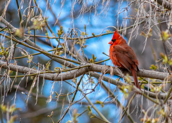 Spring  Hope - bright red cardinal