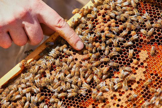 gros plan sur la reine d'une ruche avec ses travailleuses