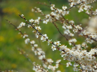 blooming cherry tree