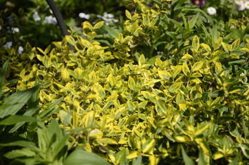 Fototapeta premium close up of yellow flowers