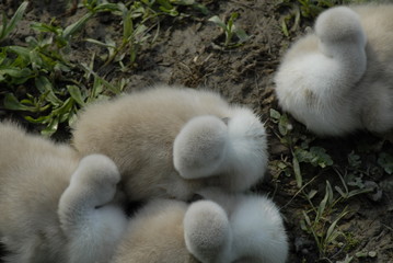 baby duck and ducklings