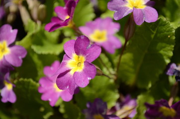 Fototapeta na wymiar violet flowers in the garden