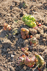 Young shoots of rhubarb on ground in spring