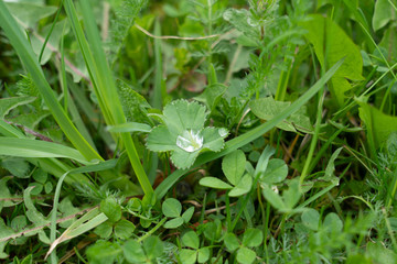 Obraz premium Dew drops on green grass close up. Meadow grass in rain drops.