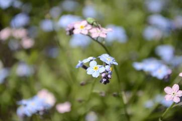 forget me not flowers