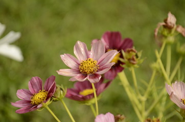 Obraz premium pink and yellow flower