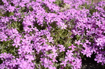 Obraz premium field of flowers