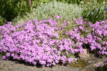 Obraz premium purple flowers in the garden