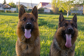German shepherds execute commands in the park.