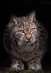  lynx - wild forest cat will eradicate, looking at you, black background.. © Mikhail Semenov