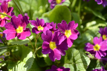 Fototapeta na wymiar violet flowers in the garden