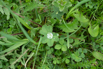 Dew drops on green grass close up. Meadow grass in rain drops.