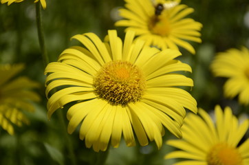 Fototapeta premium yellow flowers in the garden