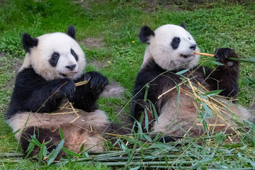 Giant pandas, bear pandas, baby panda and his mother eating bamboo

