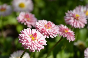 Obraz premium close up of pink daisy