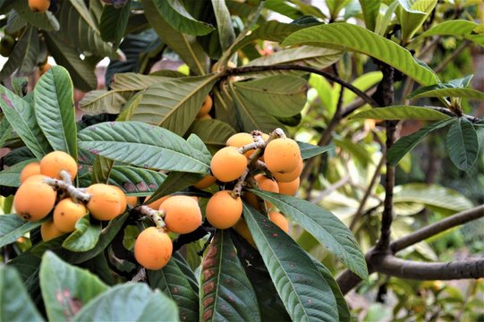 frutti di nespole su albero da frutta