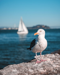 Animals around city of London and other locations.