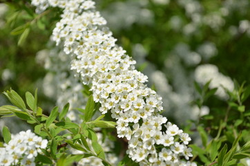 white flowers in the garden