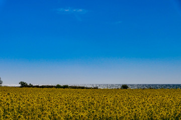 Karlevi, Oland, Sweden A field of yellow rapeseed against the Baltic Sea.  field of yellow rapeseed against the Baltic Sea.