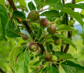 green gooseberries on a branch
