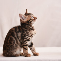 The kitten looks up carefully. Space for text. Bengal cat close-up.