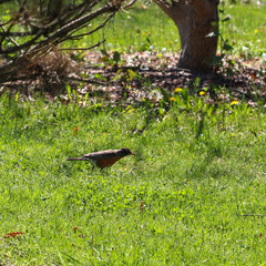 red-breasted robin in the park