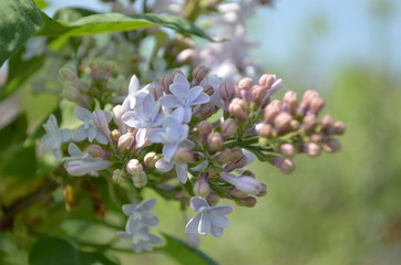 white lilac flowers