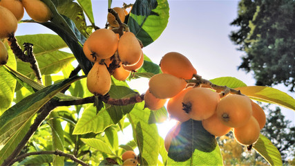 Organic Fruit of loquat. Eriobotrya japonica. 
Bunch of orange loquats on tree in a agricultural...
