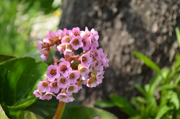 Fototapeta premium purple flowers in the garden