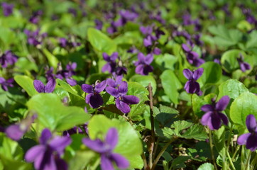violet flowers in the garden