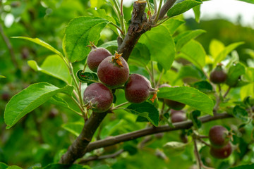 green gooseberries on a branch