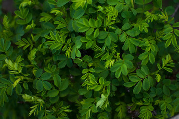 juicy young spring green and light green leaves of dog-rose background with place for text