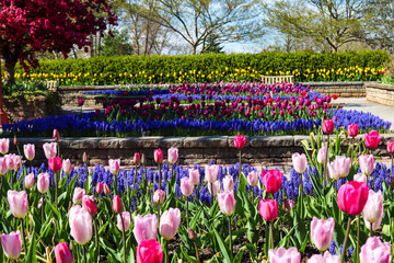 three flower beds at a public park displaying purple and pink tulips in a variety of shades