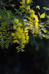 Złotokap zwyczajny, Laburnum anagyroides,  kiść żółtych kwiatów zwisająca z gałęzi wiosną w czasie kwitnienia - obrazy, fototapety, plakaty
