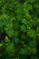 juicy young spring green and light green leaves of dog-rose background with place for text